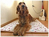 めい きょうのわんこ 写真2