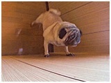 凛 きょうのわんこ 写真4
