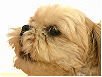 カール きょうのわんこ 写真1