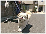 カール きょうのわんこ 写真2