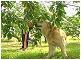 シャイニー きょうのわんこ 写真5