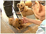 マロン きょうのわんこ 写真3