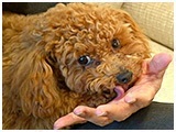 マシュー きょうのわんこ 写真3