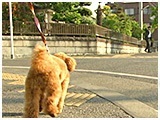 マシュー きょうのわんこ 写真5
