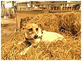 こまめ きょうのわんこ 写真2