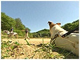 こまめ きょうのわんこ 写真4
