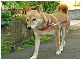 ラン きょうのわんこ 写真2