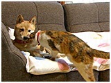 ラン きょうのわんこ 写真3