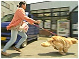 蓮 きょうのわんこ 写真3