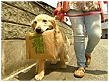 蓮 きょうのわんこ 写真5