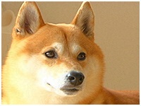 兼続 きょうのわんこ 写真1