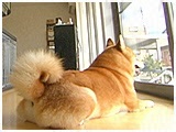兼続 きょうのわんこ 写真2