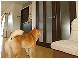 兼続 きょうのわんこ 写真3
