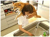 兼続 きょうのわんこ 写真5