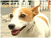 チャップ きょうのわんこ 写真1