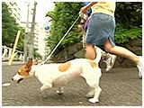 チャップ きょうのわんこ 写真3