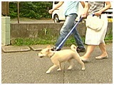 レン きょうのわんこ 写真2