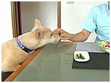 レン きょうのわんこ 写真5