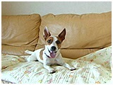 もも きょうのわんこ 写真2