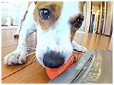 もも きょうのわんこ 写真4