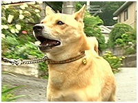 くうた きょうのわんこ 写真1