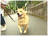 くうた きょうのわんこ 写真2