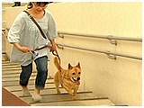くうた きょうのわんこ 写真5
