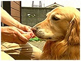 ハル きょうのわんこ 写真4