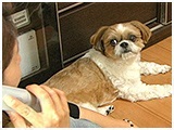 さくら きょうのわんこ 写真4