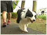 咲良(さくら) きょうのわんこ 写真2