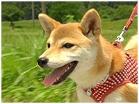 こじ きょうのわんこ 写真1