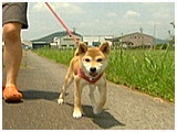 こじ きょうのわんこ 写真2