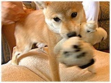 こじ きょうのわんこ 写真3