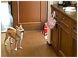 こじ きょうのわんこ 写真4