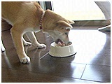 こじ きょうのわんこ 写真5