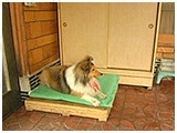 ここ きょうのわんこ 写真2