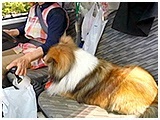ここ きょうのわんこ 写真3