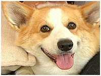 メルモ きょうのわんこ 写真1