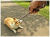 メルモ きょうのわんこ 写真5
