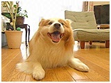カール きょうのわんこ 写真2