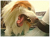 カール きょうのわんこ 写真3