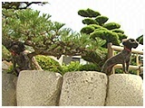 姪 きょうのわんこ 写真2