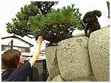 姪 きょうのわんこ 写真4