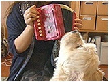 みみ きょうのわんこ 写真4
