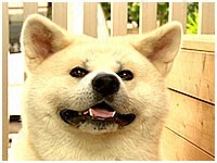 アッキー きょうのわんこ 写真1