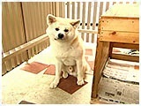 アッキー きょうのわんこ 写真2