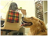 はるお きょうのわんこ 写真3