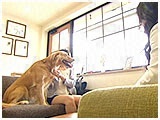 はるお きょうのわんこ 写真4