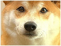 ここ きょうのわんこ 写真1