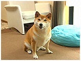 ここ きょうのわんこ 写真2